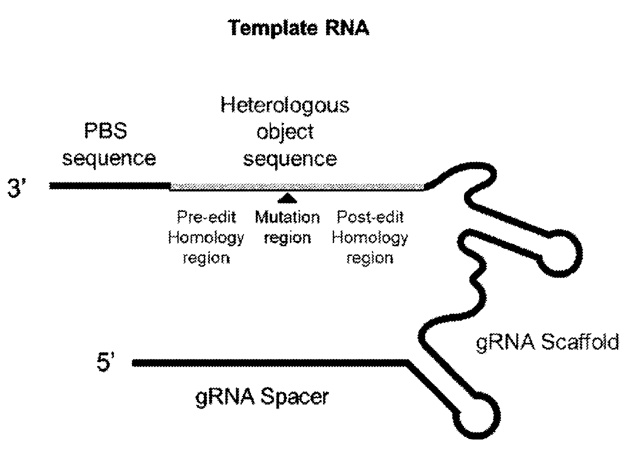 Figure 1: Overall structure of the tgRNA