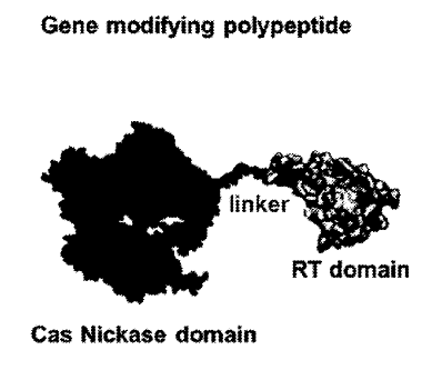 Figure 8: Cas9-RT fusion protein structure